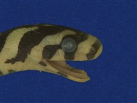 高砂蛇藏品圖，第13張